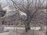 東長寺の庭（菩提樹）