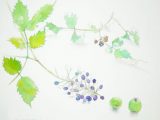 nature sketchbook - 秋のつぶて(水彩3号)