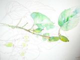 Nature Sketchbook - マタタビ(水彩SM)⇒売却済み