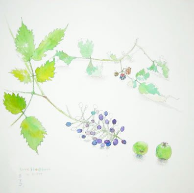 nature sketchbook - 秋のつぶて